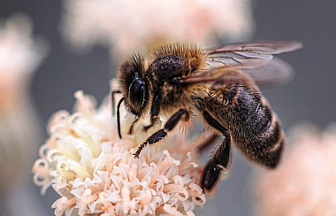 Пчёлы похожи на людей, заявляют учёные